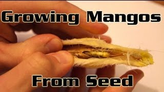 Growing Mangos From Seed  How to plant a mango seed and grow a mango tree [upl. by Olecram]