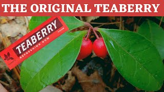 Teaberry or American Wintergreen inspiration for Teaberry gum [upl. by Aerdnac246]