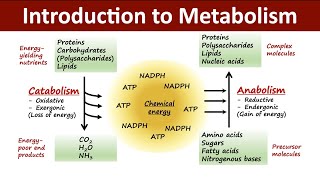 Introduction to Metabolism  Catabolism Vs Anabolism  Biochemistry [upl. by Aneelehs643]