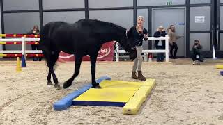 EquiGym® Vorführung mit Michael Geitner und Alexandra Schmid an der Pferd Bodensee 2024 [upl. by Latt36]