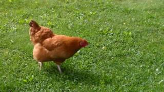 Buff Orpington and Golden Laced Wyandotte Cross Chicken [upl. by Katsuyama812]