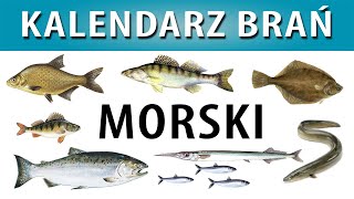 SPINNING MORSKI ➤ Kalendarz Brań śledź belona leszcz okoń troć dorsz [upl. by Aiekan50]