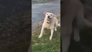 Funny animal 🤣🤣🤣 shorts animals funny funnyvideo dog [upl. by Ferdinana938]