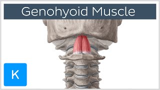 Geniohyoid Muscle  Origins amp Function  Human Anatomy  Kenhub [upl. by Neri]