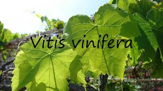 How to Pronounce Vitis vinifera [upl. by Wailoo]