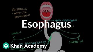 Esophagus  Gastrointestinal system physiology  NCLEXRN  Khan Academy [upl. by Aeriell]