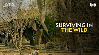 Surviving in the Wild  Savage Kingdom  हिन्दी  Full Episode  S4E5  National Geographic [upl. by Llerdnam]