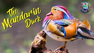 The 3Minute Guide to Understanding MANDARIN DUCKS Secret Lives [upl. by Rie180]