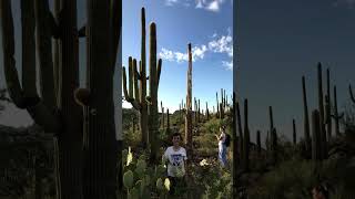 Arizona sky and saguaros cactus viralshorts [upl. by Aitsirk]