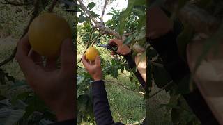 Pouteria Caimito Vú sữa chín vàng satisfying nature garden farming fruit [upl. by Warfourd624]