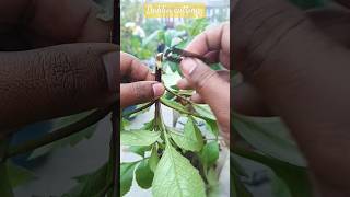 Dahlia cutting propagation  best winter plant dahlia cutting growing shorts dahliaflowers [upl. by Nylia]