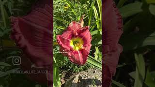 daylily flowers лилейники gardening garden nature сад nature садовод spring [upl. by Dafodil107]