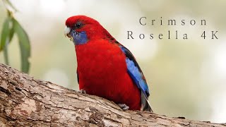 Crimson Rosella 4K  Iconic Australian Birds [upl. by Ganiats]