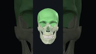 Bones of Skull 3d animation anatomybasics skullbones skull skeletalsystem [upl. by Fechter721]