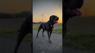 Sunset and Cane Corso Bruce [upl. by Ellehcirt]