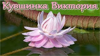 Кувшинка Викто́рия  Nymphaeaceae Victória [upl. by Riki]