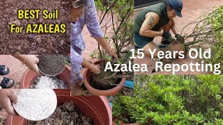 Azalea Plant Soil Mix Repotting My 15 years Old Azalea and Maximum Flowering Tipsgardening [upl. by Gilda]