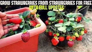 How To Grow Strawberries From Seed WITH UPDATES [upl. by Georgeta41]