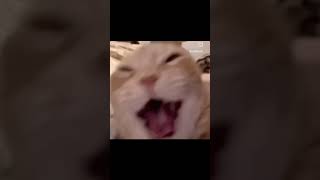 Cat Laughing Meme [upl. by Rosanna]