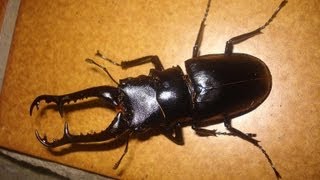 Prosopocoilus giraffa keisukei  Stag Beetle  Hirschkäfer [upl. by Bhayani]