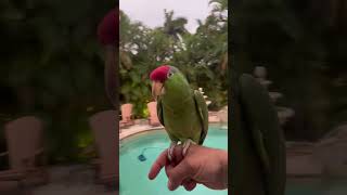 Watch my bird 🦜fly across the pool shorts parrot happy [upl. by Sirehc]