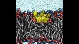 Cellpenetrating peptide penetratin interacting with a DPPC bilayer [upl. by Gies770]