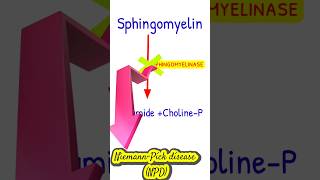 NiemannPick disease metabolicdisorders shortsfeed NiemannPick [upl. by Introc811]