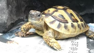 LIOW VIDEO Adopted a cute Hermanns Tortoise 赫曼陆龟 [upl. by Opiuuk216]