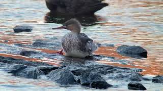 20241123 Redbreasted Merganser [upl. by Catton]