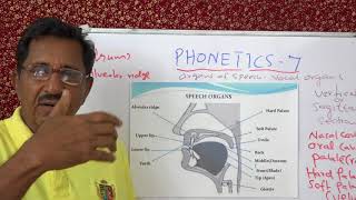 PHONETICS 7 ORGANS OF SPEECH LECTURE NO7 BY PROF THOMAS MATHEW [upl. by Andriette]