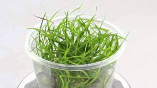 Dennerle Juncus repens InVitro Plant it  Aqua Essentials [upl. by Ydnam923]