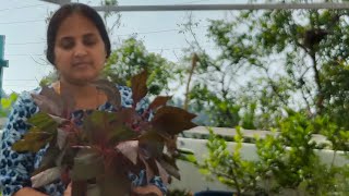 Todays harvest Red amaranthus garden amaranthus short [upl. by Lacym996]