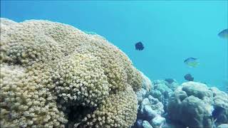 Goniopora  Flowerpot Coral [upl. by Donahue]