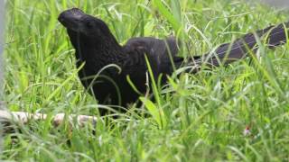 GARRAPATERO o JUDIO Smoothbilled Ani Crotophaga ani  Familia taxonómica Cuculidae [upl. by Haily]