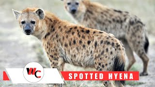 Wanted to Know About Spotted Hyena spottedhyena hyena [upl. by Atiuqam]