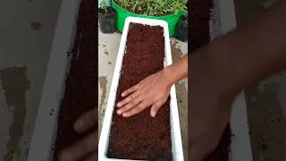 Aaiae Dhaniya Kaise Lagate Hain part 2 gardening houseplants dhaniya viralvideo diygardening [upl. by Ching]