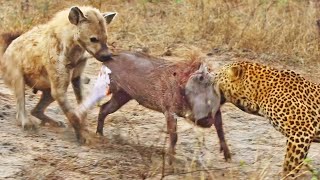 Leopard and Hyena Break Warthog Apart While Still Alive [upl. by Alieka]