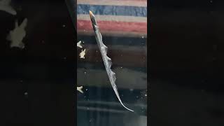 🫙🐟🌊 Wow little hairtail fish fighting against low pressure in fish tank [upl. by Sarita]