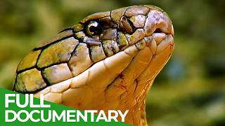 Wild Indonesia  Episode 1 Islands of Monsters  Free Documentary [upl. by Begga]