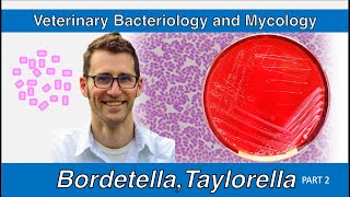 Bordetella and Taylorella Part 2  Veterinary Bacteriology and Mycology [upl. by Pooi]