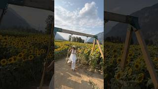 Pemberton BC🇨🇦 swing outdoors sunset sunflower travel thatmountainguy1 [upl. by Eniortna]