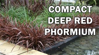 SWEET MIST® Phormium is ultra compact [upl. by Htaras]