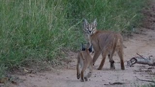 A CARACAL with 2 KITTENS 🐱 New LEOPARD cubs 🐆 The NTSEVU pride 🦁 [upl. by Leena]