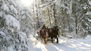 DRAFT HORSES LOGGING ON A GORGEOUS WINTER DAY 451 [upl. by Mahoney]