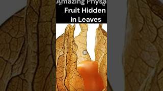 Physalis fruitbenefits amp uses caps gooseberry golden berry health tips amazingfacts malabarplum [upl. by Herschel]