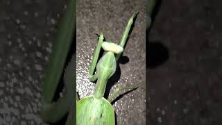 Sphodromantis viridis فرس النبي [upl. by Danica]