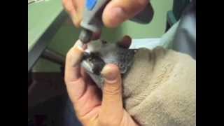 Parrot Beak Trim by Dr G African Grey Parrot [upl. by Glogau41]