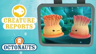 Octonauts  Creature Report  Sea Creatures Beginning with the Letter A [upl. by Htyderem]