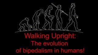 Walking Upright the evolution of bipedalism in humans [upl. by Htaras]