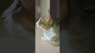 Gholu billa catlover cute cat trending billa viralvideos trendingvideo [upl. by Panther]